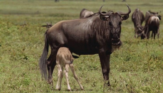 BEAUTIFUL SERENGETI