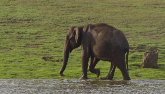 Into the wild: india