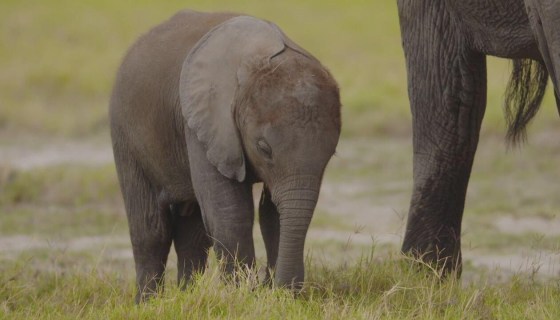 SUPERCONNESSI - LE RETI SOCIALI DEGLI ANIMALI
